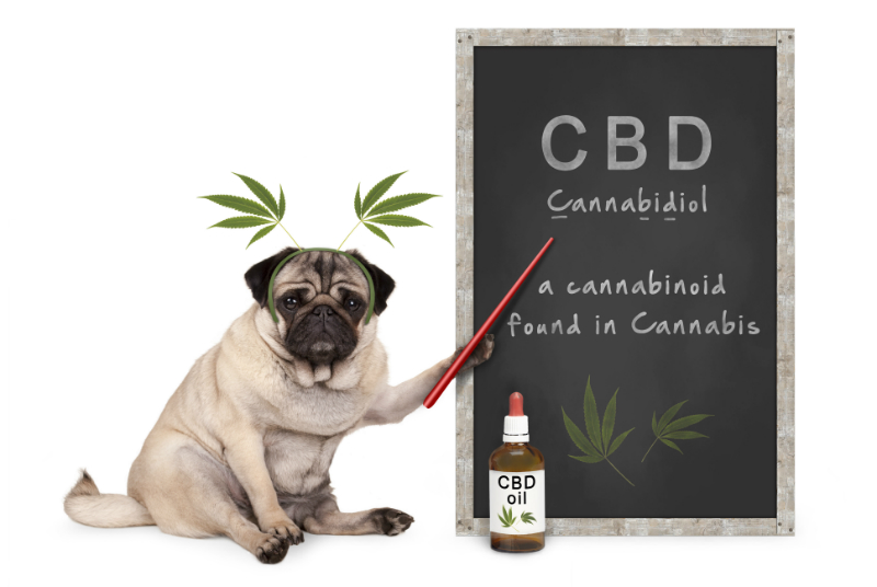 Where to Get CBD Oil for Your Dog